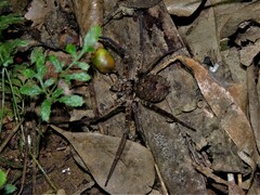 Heteropoda conwayensis