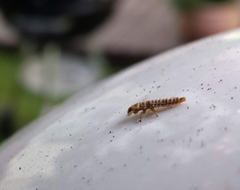 Coccinellinae