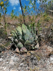 Agave potatorum