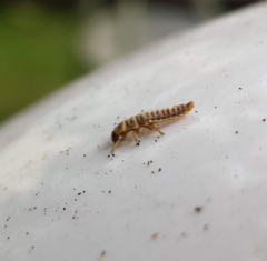 Coccinellinae