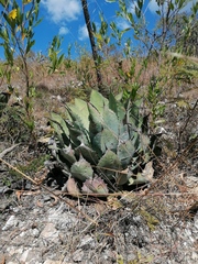 Agave potatorum