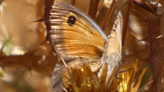 Pyronia cecilia