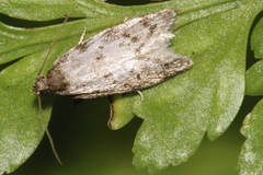 Trachypepla photinella