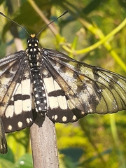 Acraea andromacha