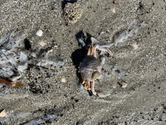 Persephona aquilonaris