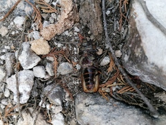 Mallodon dasystomus