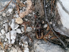 Mallodon dasystomus