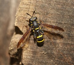 Sphiximorpha subsessilis