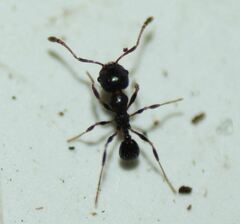 Pheidole adrianoi