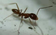 Dorymyrmex bossutus