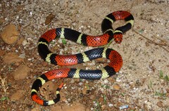 Micrurus surinamensis