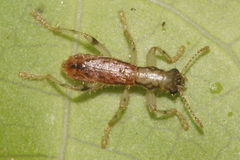 Lemidia aptera