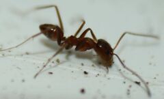 Dorymyrmex bossutus