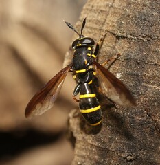 Sphiximorpha subsessilis