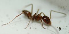 Dorymyrmex bossutus