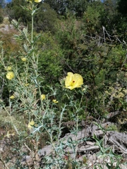 Argemone mexicana