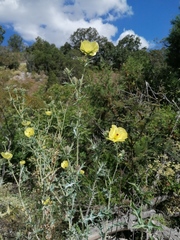 Argemone mexicana