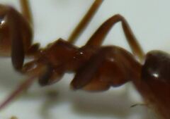 Dorymyrmex bossutus