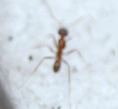 Dorymyrmex bossutus