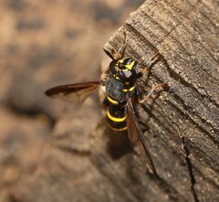 Sphiximorpha subsessilis