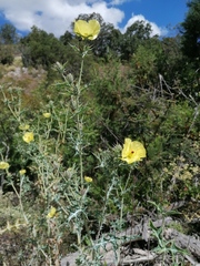 Argemone mexicana