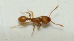Tetramorium simillimum