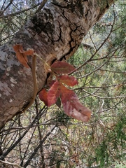 Bursera esparzae