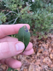 Phytomyza glabricola