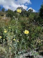 Argemone mexicana