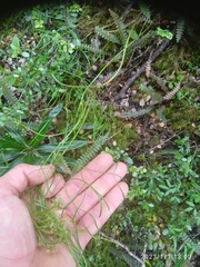 Anisotome filifolia