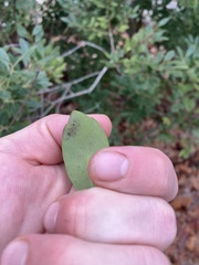 Phytomyza glabricola