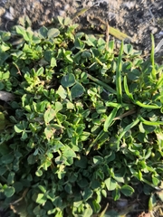Fabaceae