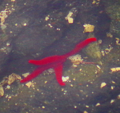 Henricia