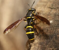 Sphiximorpha subsessilis