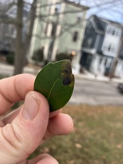 Phytomyza glabricola