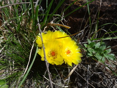 Parodia linkii