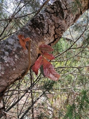 Bursera esparzae