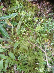 Anisotome filifolia