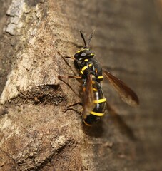 Sphiximorpha subsessilis