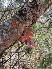 Bursera esparzae