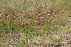 Trifolium polymorphum