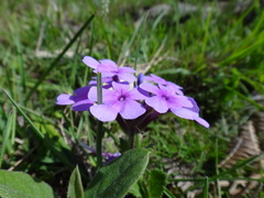 Glandularia canadensis