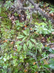 Anisotome filifolia