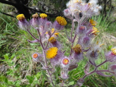 Senecio conyzifolius