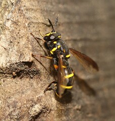 Sphiximorpha subsessilis