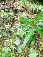Anisotome filifolia