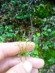 Anisotome filifolia