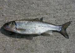 Semotilus corporalis