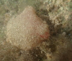 Styelidae