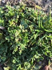 Fabaceae